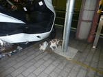 P20120904-cats-2.JPG