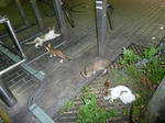 P20120904-cats-3.JPG