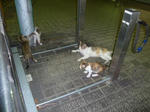 P20120904-cats-5.JPG