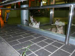 P20120904-cats-6.JPG