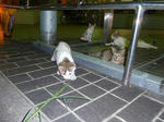 P20120904-cats-7.JPG