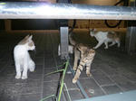P20120904-cats-8.JPG