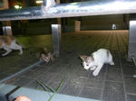 P20120904-cats-9.JPG