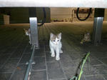P20120904-cats-10.JPG