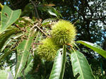 P20120920-malon-2.JPG