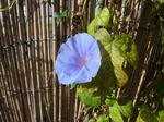P20121011-asagao.JPG