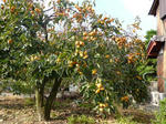 P20121101-autumn-1.JPG