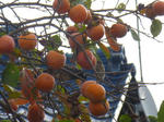 P20121101-autumn-2.JPG
