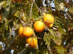 P20121101-autumn-3.JPG
