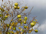 P20121101-autumn-5.JPG