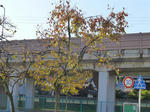 P20121204-fruit-1.JPG