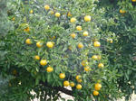 P20121204-fruit-2.JPG