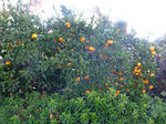 P20121204-fruit-3.JPG