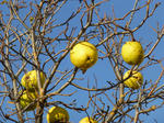 P20121204-fruit-5.JPG