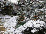 P20121227-snow-2.JPG