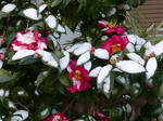 P20130104-snow-2.JPG