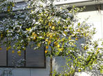 P20130104-snow-3.JPG
