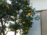 P20130104-snow-4.JPG
