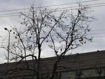 P20130104-snow-5.JPG