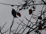 P20130104-bird.JPG