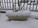 P20130118-snow-2.JPG
