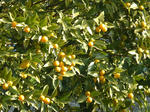 P20130201-fruit-1.JPG