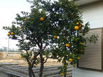 P20130201-fruit-2.JPG