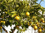 P20130201-fruit-3.JPG