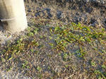 P20130201-tanpopo-1.JPG