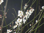 P20130319-ume.JPG