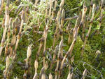 P20130401-spring-1.JPG