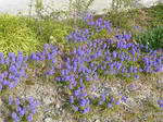 P20130401-spring-2.JPG