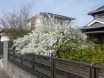 P20130401-spring-3.JPG