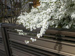 P20130401-spring-4.JPG