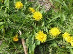 P20130401-spring-5.JPG