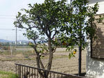 P20130401-spring-6.JPG
