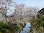 P20130401-spring-7.JPG