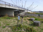 P20130401-spring-8.JPG