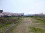 P20130404-sakura-1.JPG