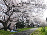 P20130404-sakura-2.JPG