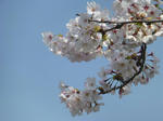 P20130404-sakura-3.JPG