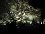 P20130404-sakura-4.JPG