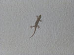 P20130419-yamori.JPG