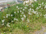 P20130501-may-1.JPG