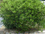 P20130604-june-2.JPG