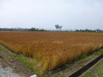 P20130606-mugibatake-1.JPG