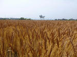 P20130606-mugibatake-2.JPG