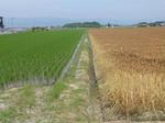 P20130606-mugibatake-3.JPG