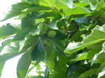 P20130701-july-3.JPG