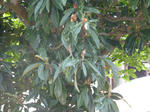 P20130701-july-5.JPG